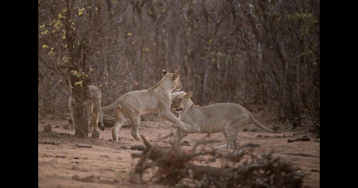 Best Beginners Tips for Wildlife Animal Photography